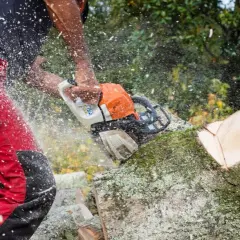 Holzarbeiter mit Kettensäge zerteilt einen Baum. Sägespäne fliegen durch die Luft, während der Baum absterben gelassen wird.