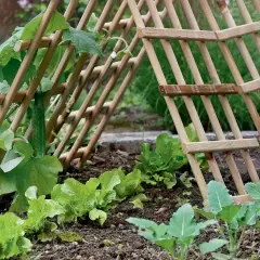 Ein Gurkenpflanze rankt an einer selbstgebauten Rankhilfe aus Holz. Daneben wächst Salat.