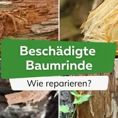 Beschädigte Baumrinde: Ein Baum ohne Rinde zeigt die Folgen von Verletzungen. Hier wird gezeigt, wie man solche Schäden reparieren kann.