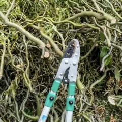 Astwerk nach dem Schneiden der Weide, mit einer Astschere im Vordergrund.