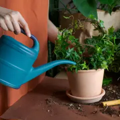 Eine Hand gießt mit einer blauen Gießkanne eine grüne Pflanze. Die Erde ist auf dem Tisch verteilt, ein kleines Werkzeug liegt daneben.