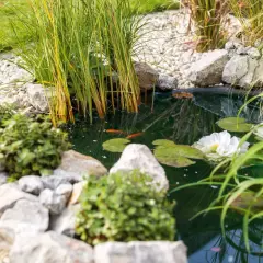 Ein idyllischer naturteich garten mit zwei Goldfischen, Seerosen und üppigem Grün. Steine und Kies säumen das Wasser.