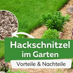 Hackschnitzel als Mulch im Garten schützt den Boden und sieht gut aus. Vorteile und Nachteile werden hier beleuchtet.