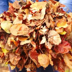 Ein Haufen bunter Herbstblätter, gehalten von Händen in einer blauen Jacke. Die Frage, wie lange braucht Laub zum verrotten, beschäftigt viele Gärtner.