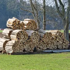 Stapel von gespaltenem Holz, bereit zum ginkgo holz verbrennen, liegen auf einer grünen Wiese vor Bäumen.