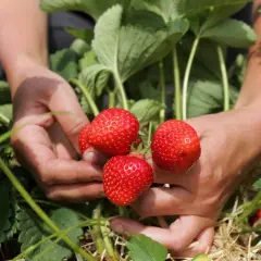 Hände ernten reife Erdbeeren. Stroh bedeckt den Boden, um die Erdbeeren zu mulchen und vor Schmutz zu schützen.