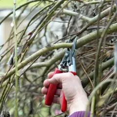 Hände schneiden Salweide im Herbst. Die Zweige sind voller Knospen, bereit für den Frühling.