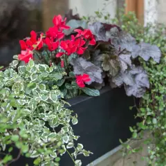 Balkonkasten mit leuchtend roten Alpenveilchen, dunkelrotem Purpurglöckchen und grünen Blätterpflanzen – eine Auswahl bester Balkonpflanzen für Farbe.