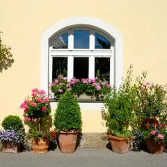 Bunte blumen pflanzen im topf schmücken die gelbe Hauswand neben einem Fenster. Rosen, Geranien und Lavendel blühen üppig.