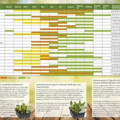 Wann kann man blumen pflanzen? Der Kalender zeigt, wann verschiedene Gemüsesorten gesät und geerntet werden können, von Salat bis Kohl.