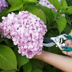 Eine Hand mit einer Gartenschere schneidet eine Bauernhortensie.
