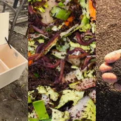 Selbstgebaute Wurmbox mit Würmern und fertigem Wurmkompost.