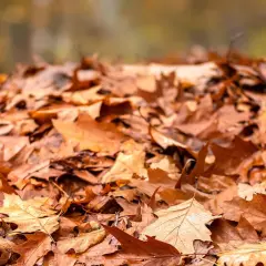 Ein Haufen trockener Herbstblätter, bereit, um wertvollen Laubkompost herzustellen.