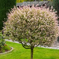 Ein bunter Baum mit rosa und weißen Blättern. Wann harlekinweide schneiden? Am besten im Frühjahr, um das Wachstum zu fördern.