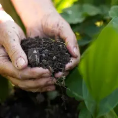 Hände halten Erde, bereit, Mulch herzustellen. Grüne Blätter umgeben die fruchtbare Erde.