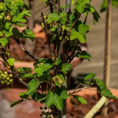Grüne Johannisbeeren reifen an einem Strauch auf dem Balkon.