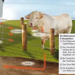Schema erklärt den Stromkreis eines Elektrozaungeräts. Ein Rind berührt den Zaun, wodurch der Stromkreis geschlossen wird. Der Stromverbrauch des Geräts ist Teil dieses Systems.