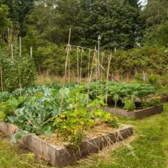 Ein üppiger Gemüsegarten im Charles Dowding No-Dig-Stil mit Hochbeeten, gefüllt mit Grünkohl, Brokkoli und Bohnen.
