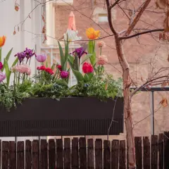 Moderner Balkonkasten mit bunten Tulpen und Iris, die Frühlingsfreude auf den Balkon bringen.