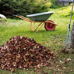 Ein großer Haufen Herbstlaub, bereit zum eichenlaub kompostieren. Eine Schubkarre und ein Rechen stehen daneben.