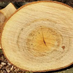 Holzscheite mit Jahresringen, bereit für den Kamin. Guter Brennwert von Weide für wohlige Wärme.