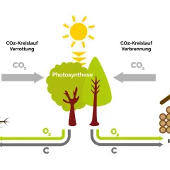 Der Kreislauf von CO2: Verrottung von Totholz und Verbrennung von Brennholz. Bäume nehmen CO2 auf (Photosynthese) und geben O2 ab.