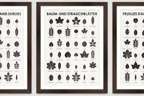 Drei gerahmte Poster zeigen Illustrationen von Blättern verschiedener Bäume und Sträucher. Ein Poster hilft, Baumarten zu erkennen.