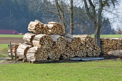 Stapel von gespaltenem Holz, bereit zum ginkgo holz verbrennen, liegen auf einer grünen Wiese vor Bäumen.