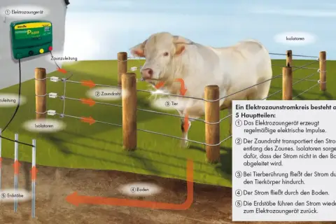Schema erklärt den Stromkreis eines Elektrozaungeräts. Ein Rind berührt den Zaun, wodurch der Stromkreis geschlossen wird. Der Stromverbrauch des Geräts ist Teil dieses Systems.