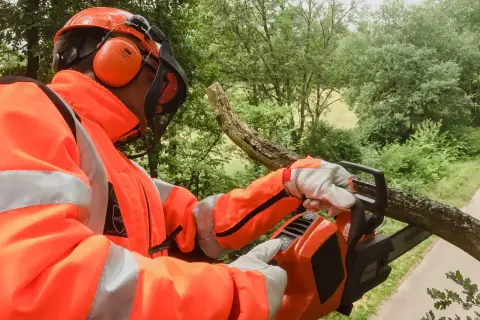 Mann in Warnschutzkleidung mit Kettensäge schneidet Ast. Baum 1 und 2 unterschied: ein Ast wird geschnitten, der andere steht noch.