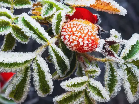 Im Winter pflanzen? So gelingt's – Vorteile & Fehler vermeiden