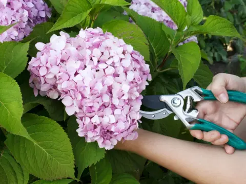 Bauernhortensie schneiden - So blüht sie jedes Jahr!