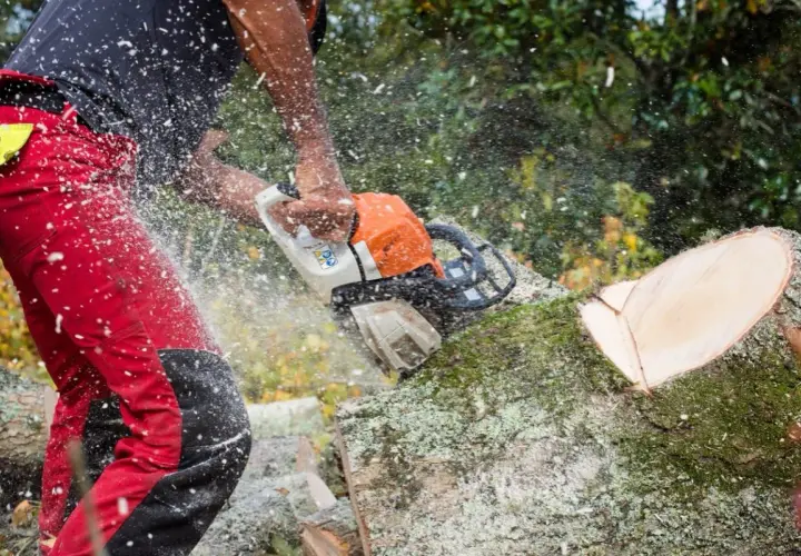 Holzarbeiter mit Kettensäge zerteilt einen Baum. Sägespäne fliegen durch die Luft, während der Baum absterben gelassen wird.