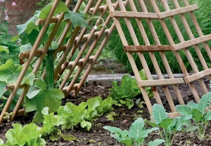 Ein Gurkenpflanze rankt an einer selbstgebauten Rankhilfe aus Holz. Daneben wächst Salat.