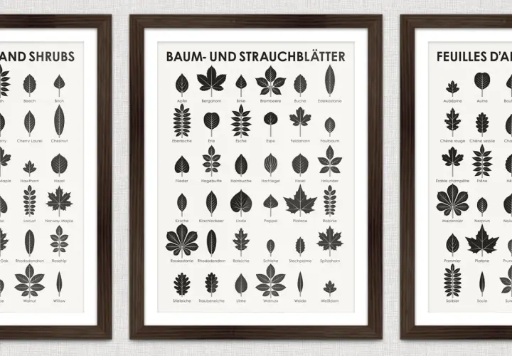 Drei gerahmte Poster zeigen Illustrationen von Blättern verschiedener Bäume und Sträucher. Ein Poster hilft, Baumarten zu erkennen.