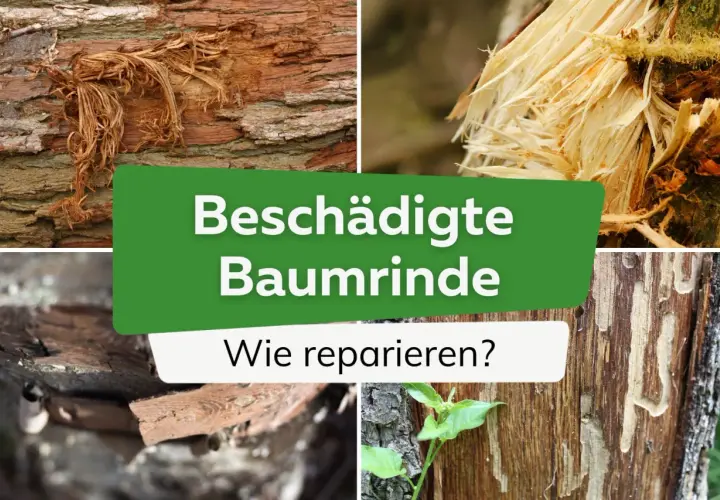 Beschädigte Baumrinde: Ein Baum ohne Rinde zeigt die Folgen von Verletzungen. Hier wird gezeigt, wie man solche Schäden reparieren kann.