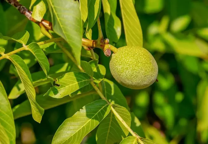 Grüne Walnuss am Ast, ein Hinweis auf die Nachteile eines Walnussbaums im Garten: Schatten und Unkraut.
