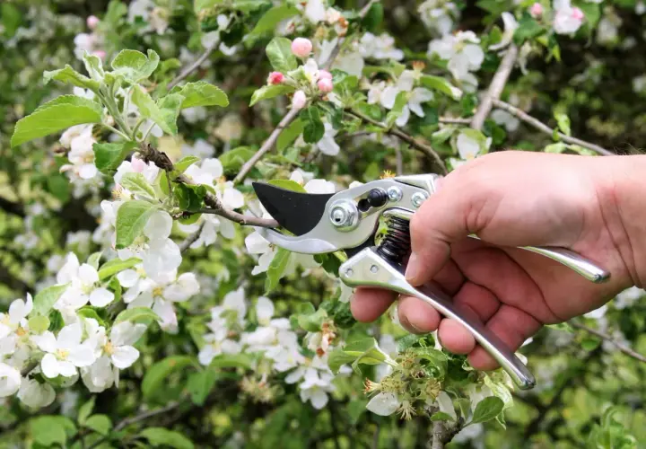 Hand hält eine Obstbaumschere, um einen Ast eines blühenden Apfelbaums zu beschneiden.