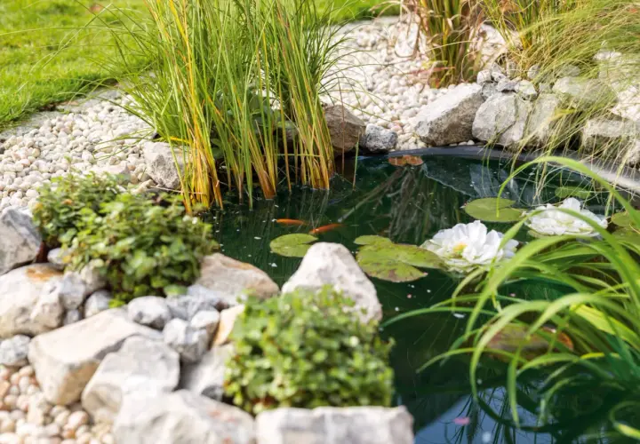 Ein idyllischer naturteich garten mit zwei Goldfischen, Seerosen und üppigem Grün. Steine und Kies säumen das Wasser.