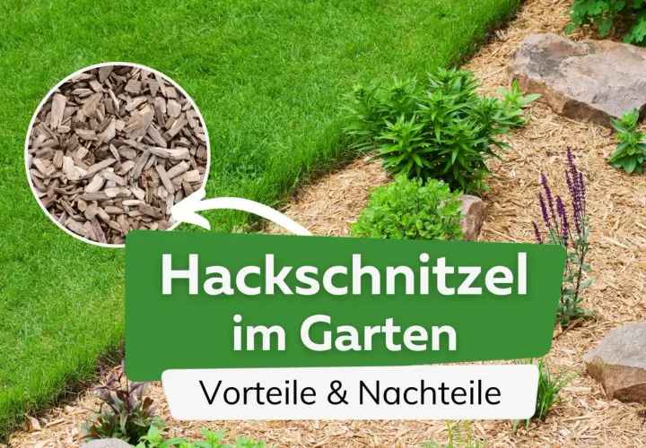 Hackschnitzel als Mulch im Garten schützt den Boden und sieht gut aus. Vorteile und Nachteile werden hier beleuchtet.