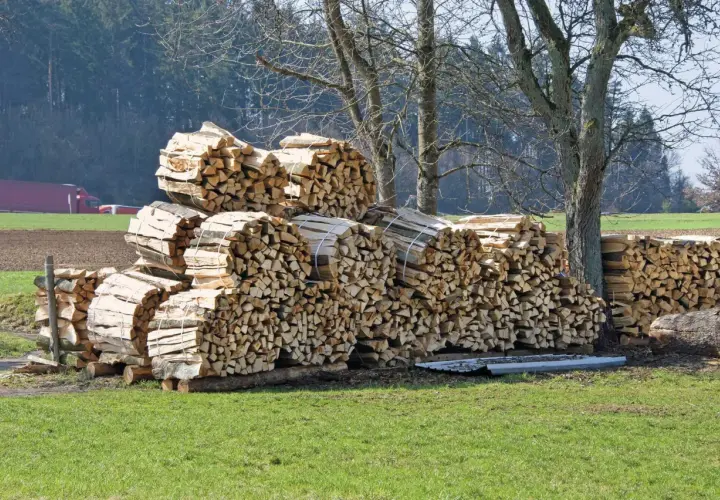 Stapel von gespaltenem Holz, bereit zum ginkgo holz verbrennen, liegen auf einer grünen Wiese vor Bäumen.