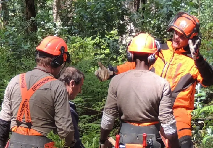 Waldarbeiter mit orangefarbenem **Forsthelm** und Gehörschutz besprechen die nächste Aktion im Wald.