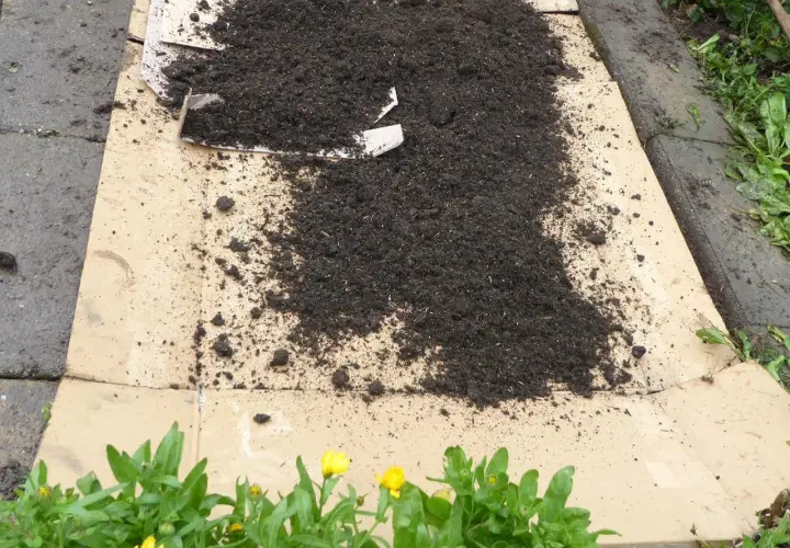 Pappe im Garten wird als Mulch verwendet, um Unkraut zu unterdrücken. Sie ist nicht giftig und zersetzt sich im Boden.