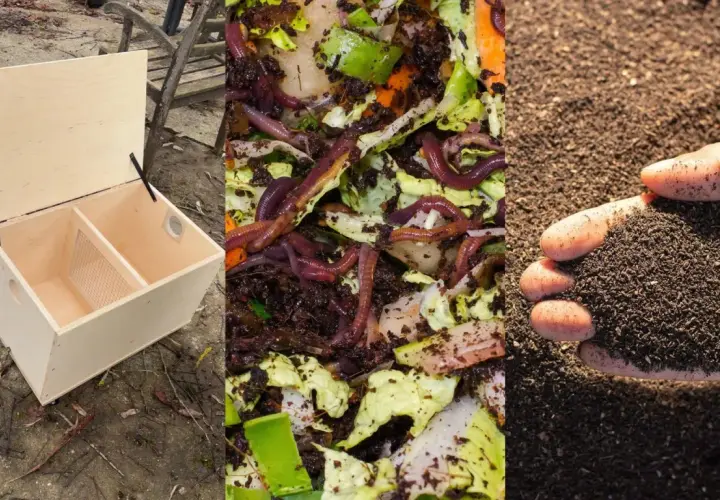 Selbstgebaute Wurmbox mit Würmern und fertigem Wurmkompost.