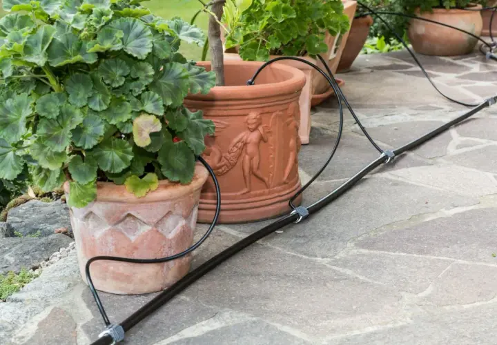 Pflanzen in Terrakotta-Töpfen werden von einem Bewässerungssystem versorgt. Ein schwarzer Schlauch schlängelt sich über die Steinplatten und versorgt die grünen Geranien.