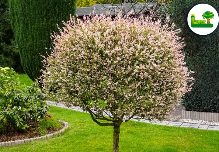Ein bunter Baum mit rosa und weißen Blättern. Wann harlekinweide schneiden? Am besten im Frühjahr, um das Wachstum zu fördern.