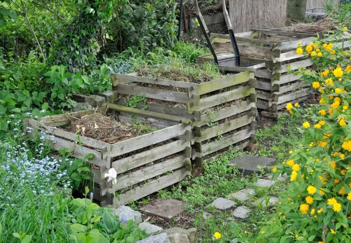 Mehrere Holzkomposter im Garten, bereit, um kompost herstellen. Umgeben von üppigem Grün und gelben Blüten.