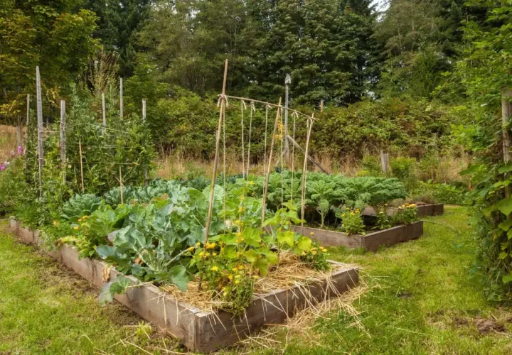Ein üppiger Gemüsegarten im Charles Dowding No-Dig-Stil mit Hochbeeten, gefüllt mit Grünkohl, Brokkoli und Bohnen.