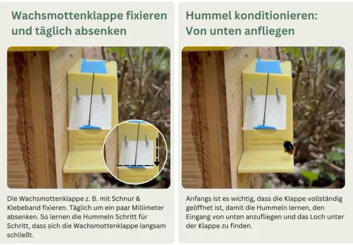 Beim Hummelnistkasten bauen: Klappe fixieren und absenken, damit Hummeln den Eingang finden.