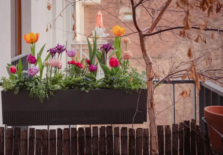 Moderner Balkonkasten mit bunten Tulpen und Iris, die Frühlingsfreude auf den Balkon bringen.
